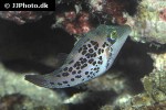 canthigaster leoparda canthigaster leoparda