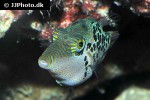 canthigaster leoparda canthigaster leoparda