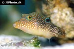 canthigaster petersii canthigaster petersii
