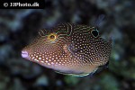canthigaster petersii canthigaster petersii