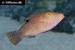 canthigaster petersii canthigaster petersii