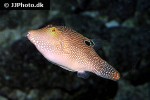 canthigaster petersii canthigaster petersii