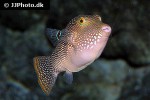 canthigaster petersii canthigaster petersii