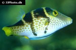 canthigaster valentini canthigaster valentini