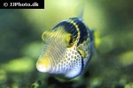 canthigaster valentini canthigaster valentini