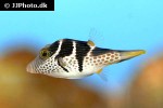 canthigaster valentini canthigaster valentini