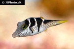 canthigaster valentini canthigaster valentini