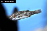 carinotetraodon borneensis carinotetraodon borneensis