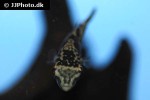 carinotetraodon borneensis carinotetraodon borneensis