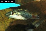 carinotetraodon irrubesco carinotetraodon irrubesco