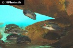 carinotetraodon irrubesco carinotetraodon irrubesco