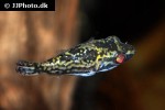 carinotetraodon irrubesco carinotetraodon irrubesco