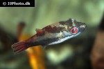 carinotetraodon irrubesco carinotetraodon irrubesco