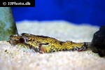carinotetraodon lorteti carinotetraodon lorteti