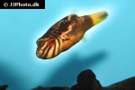 carinotetraodon salivator carinotetraodon salivator