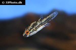 carinotetraodon salivator carinotetraodon salivator