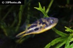 carinotetraodon travancoricus carinotetraodon travancoricus