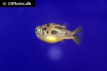 carinotetraodon travancoricus carinotetraodon travancoricus