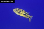 carinotetraodon travancoricus carinotetraodon travancoricus