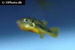 carinotetraodon travancoricus carinotetraodon travancoricus