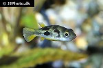 carinotetraodon travancoricus carinotetraodon travancoricus