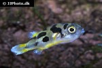 carinotetraodon travancoricus carinotetraodon travancoricus