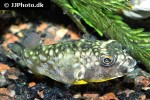 chelonodontops patoca chelonodontops patoca