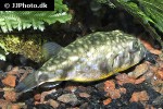 chelonodontops patoca chelonodontops patoca