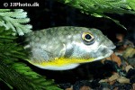 chelonodontops patoca chelonodontops patoca