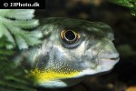 chelonodontops patoca chelonodontops patoca
