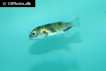 colomesus asellus colomesus asellus