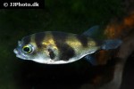 colomesus asellus colomesus asellus