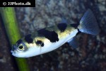 colomesus asellus colomesus asellus