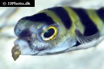 colomesus asellus colomesus asellus
