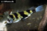 colomesus asellus colomesus asellus