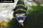 colomesus asellus colomesus asellus