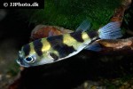 colomesus asellus colomesus asellus