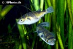 colomesus asellus colomesus asellus