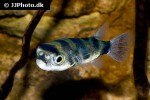 colomesus asellus colomesus asellus
