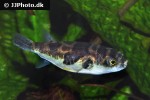 colomesus asellus colomesus asellus