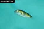 colomesus asellus colomesus asellus
