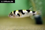 colomesus asellus colomesus asellus