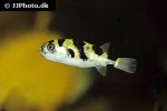 colomesus asellus colomesus asellus