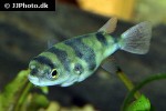 colomesus asellus colomesus asellus