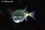 colomesus asellus colomesus asellus