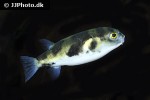 colomesus asellus colomesus asellus