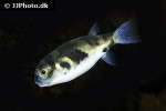 colomesus asellus colomesus asellus