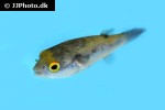 dichotomyctere erythrotaenia dichotomyctere erythrotaenia