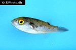 dichotomyctere erythrotaenia dichotomyctere erythrotaenia