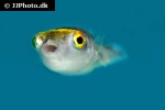 dichotomyctere erythrotaenia dichotomyctere erythrotaenia